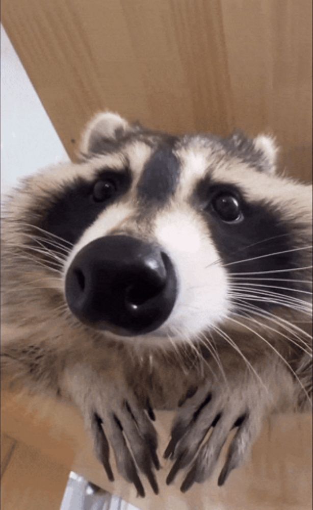 a close up of a raccoon looking at the camera with its paws up