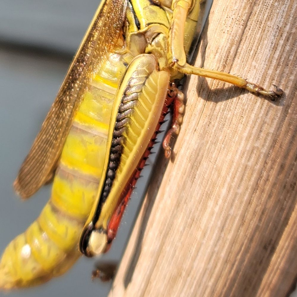 A photograph of the same grasshopper, this time a macro shot focused on their intricate and beautiful back leg. It looks almost like the scales of a dragon are running down their femur. Small black spines are barely visible along their crimson red tibia, tucked away just out of sight. 
Their wings sparkle golden in the light as if they've been sprinkled with stardust, draped over their body like an elegant cloak. 