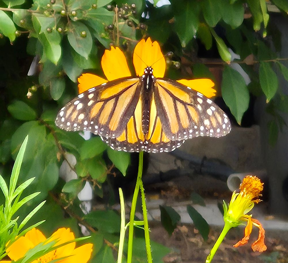Monarch with open wings on a yellow cosmos flower
