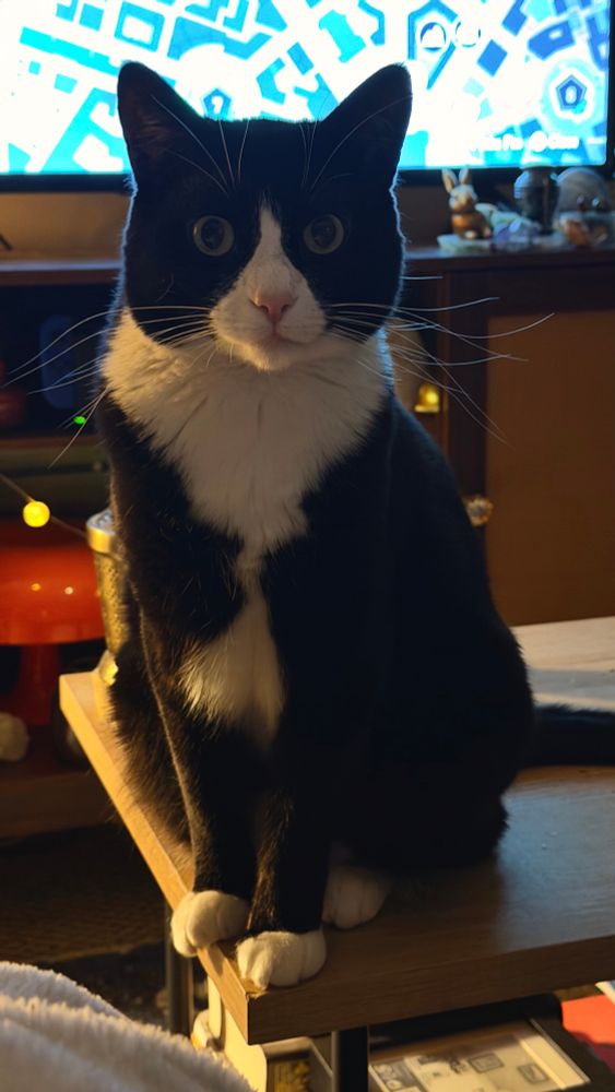 Tuxedo cat sitting on a coffee table looking cute as fuck