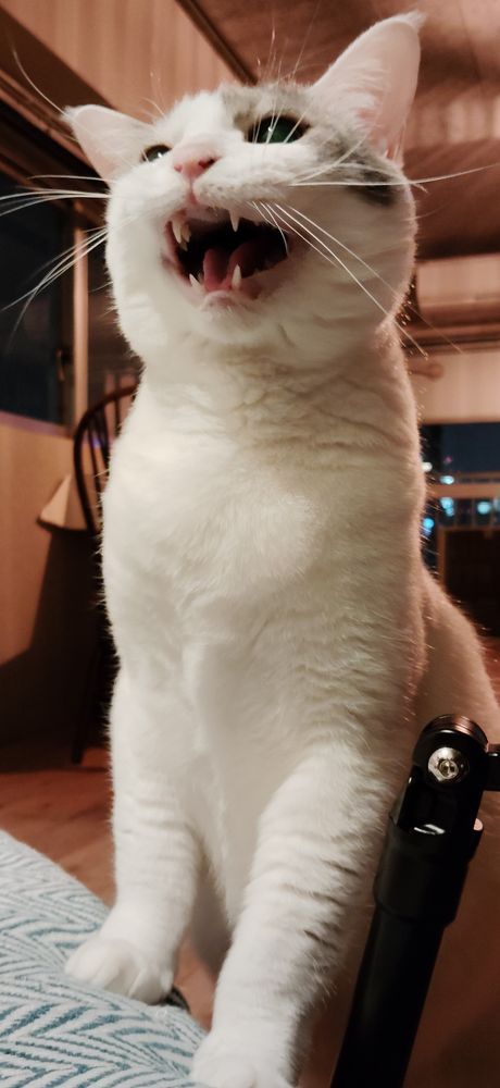 オヤツが欲しくて鳴く猫。
頭だけグレーの白猫です