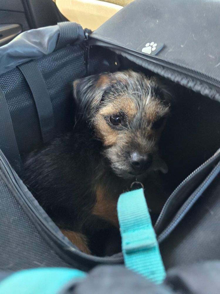 A devilish border terrier in his travel bag, pretending he's the cutest creature on earth