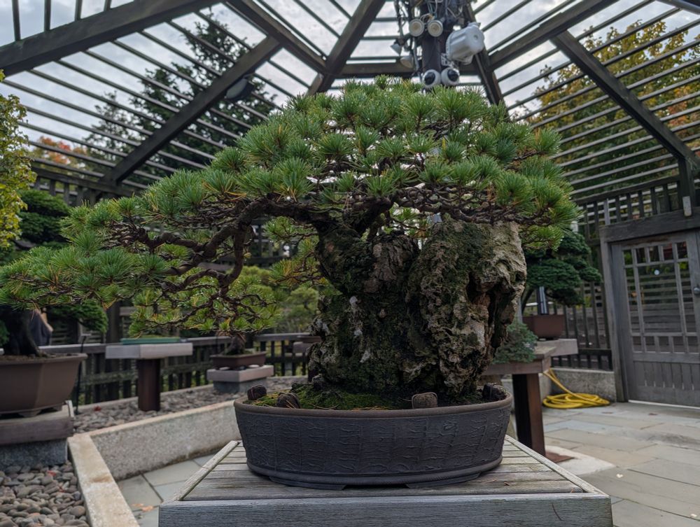 Japanese white pine bonsai
