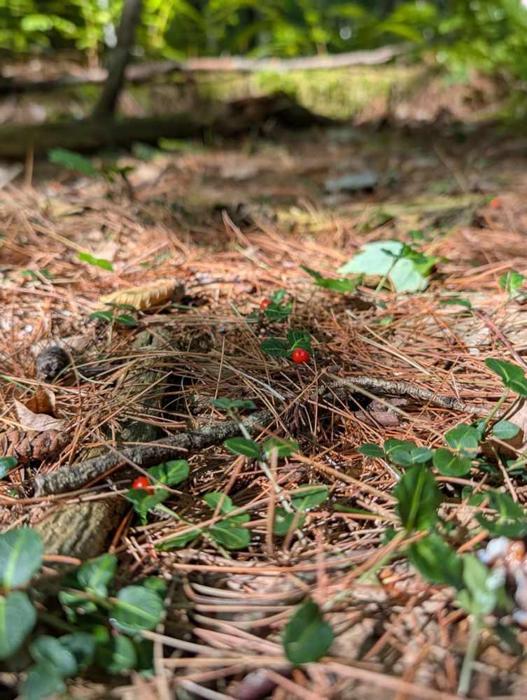 Red berries of some sort