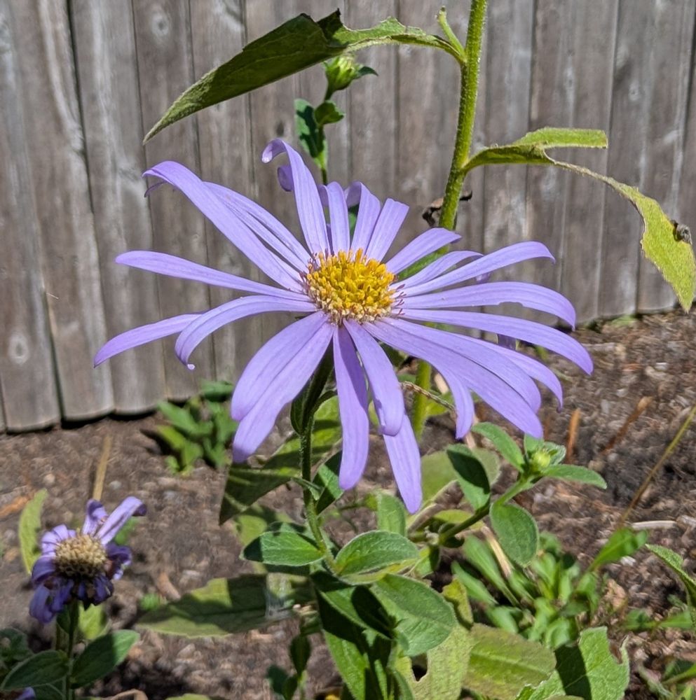 Purple flower