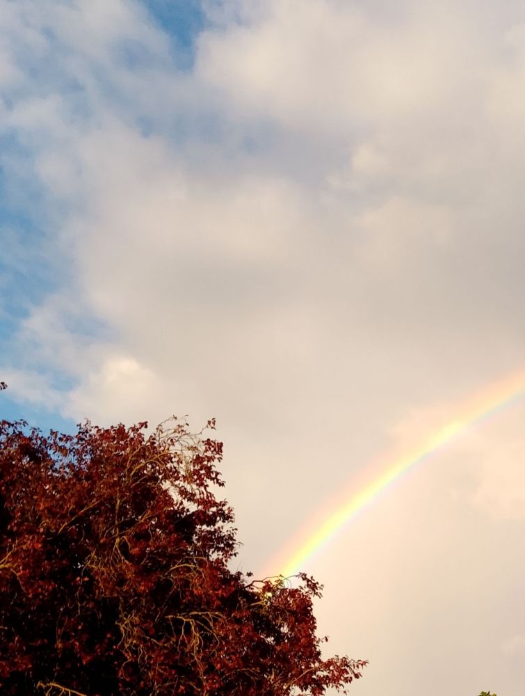 An electric-vibrant rainbow arches over a bushy, auburn-leafed plum tree against a backdrop of soft silver clouds.