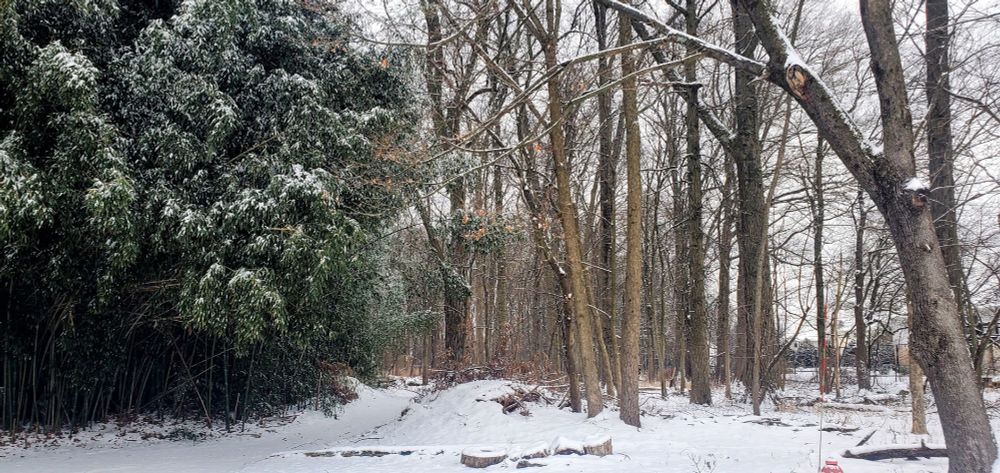 New jersey woods with snow-covered ground. On the right, bare trees stretch up against a snowy-white sky, On the left, the deep green leaves of a small bamboo forest sag under the weight of fresh snow. 