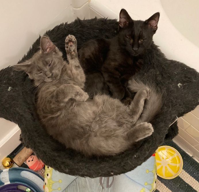 Two 3-month-old kittens sleep in a perch. One is gray, lying with his tummy up, left paw raised and lower legs sprawled. His brother, a black kitten, takes up about a quarter of the space in the perch. Both look content.