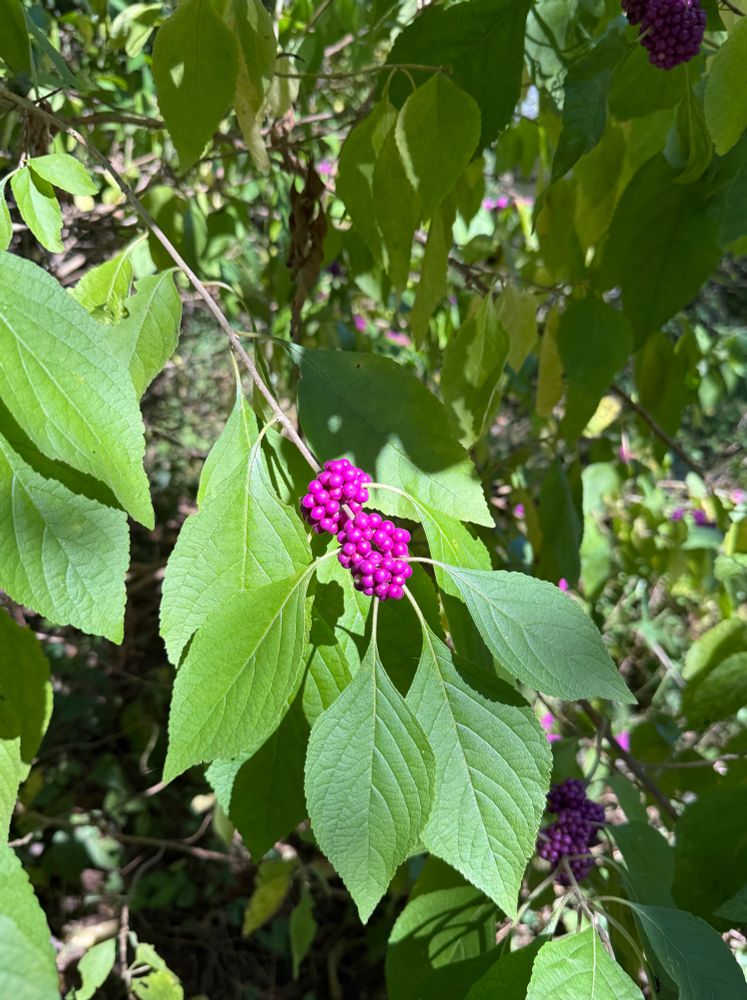 Pic of vivid magenta berries on bright green leaves