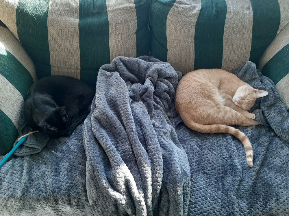 Black cat and orange-cream cat napping
