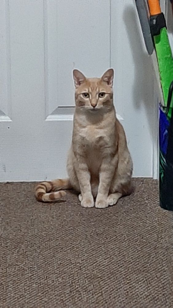 Orange cat looking at camera