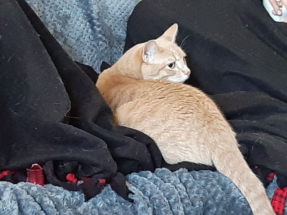 Orange kitty witching Mufasa enthralled