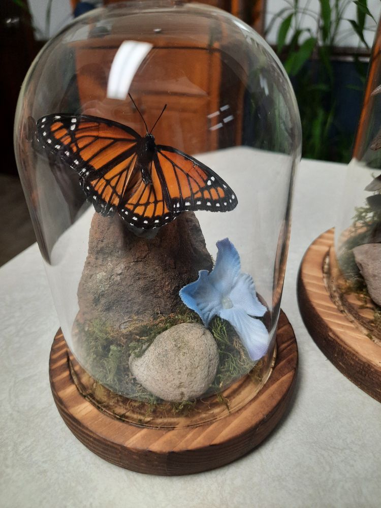 A Viceroy butterfly I found naturally dead in a cobweb in a greenhouse window. It is perched atop a rock, and accompanied by a blue silk hydrangea flower and a rock, as well as natural sheet moss.