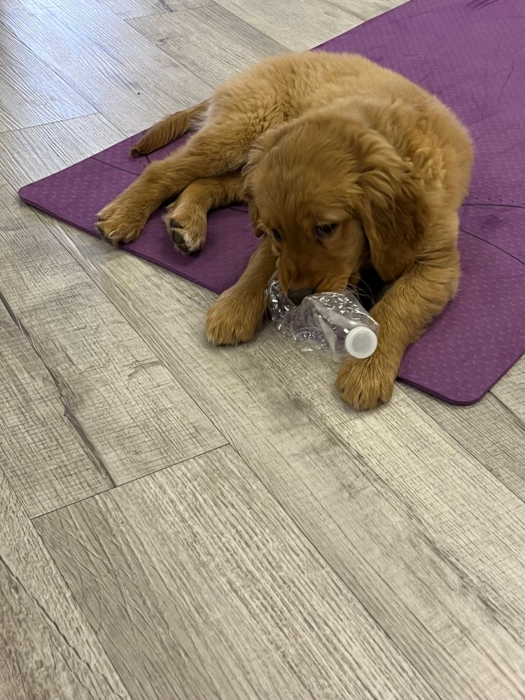 A golden retriever puppy is sprawled on a purple exercise mat, chewing a plastic water bottle. 