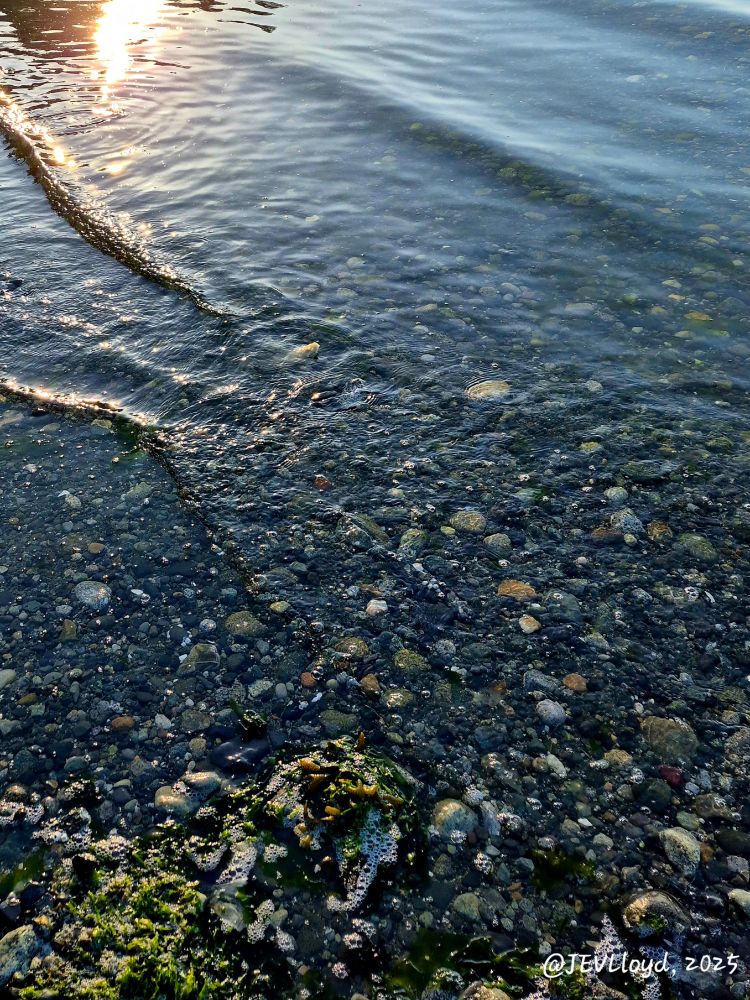 Photograph taken by Jennifer Lloyd of rocks and seaweed in the ocean