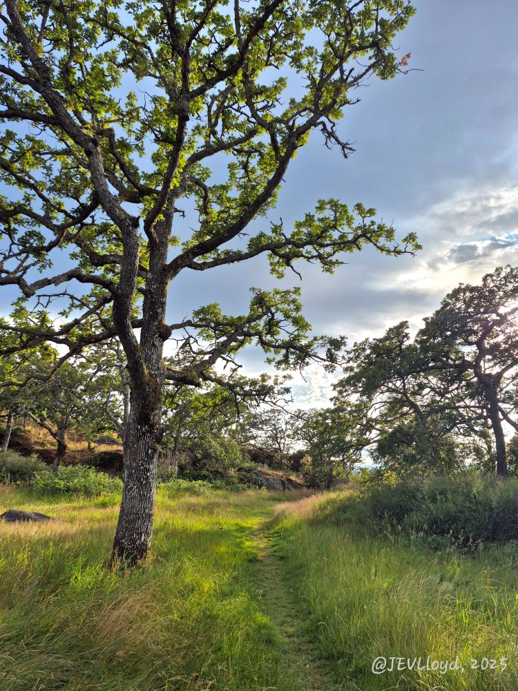 Photograph taken by Jennifer Lloyd of a trail through a Sunny Meadow
