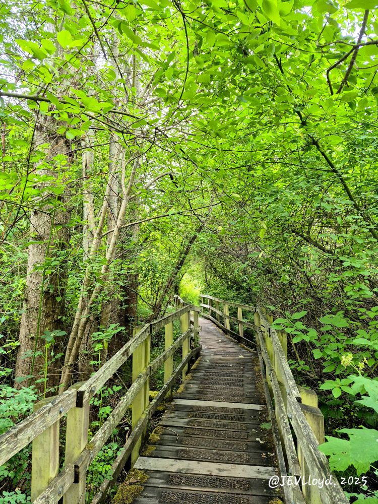 Photograph taken by Jennifer Lloyd I'm a boardwalk through the woods