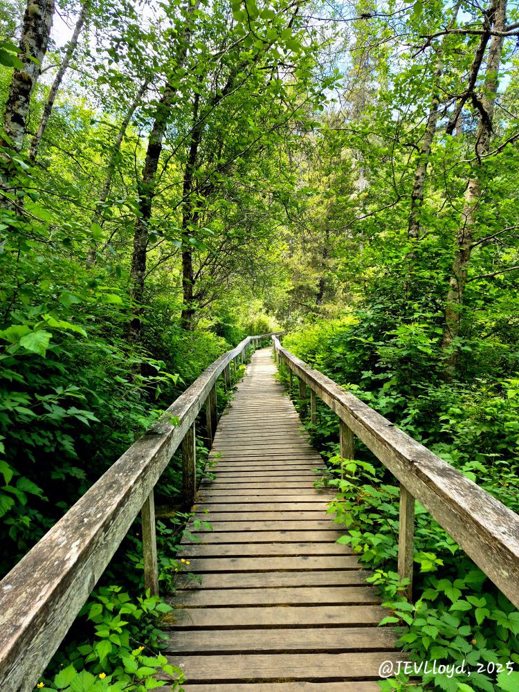 Photograph taken by Jennifer Lloyd of a wooden bridge in the woods