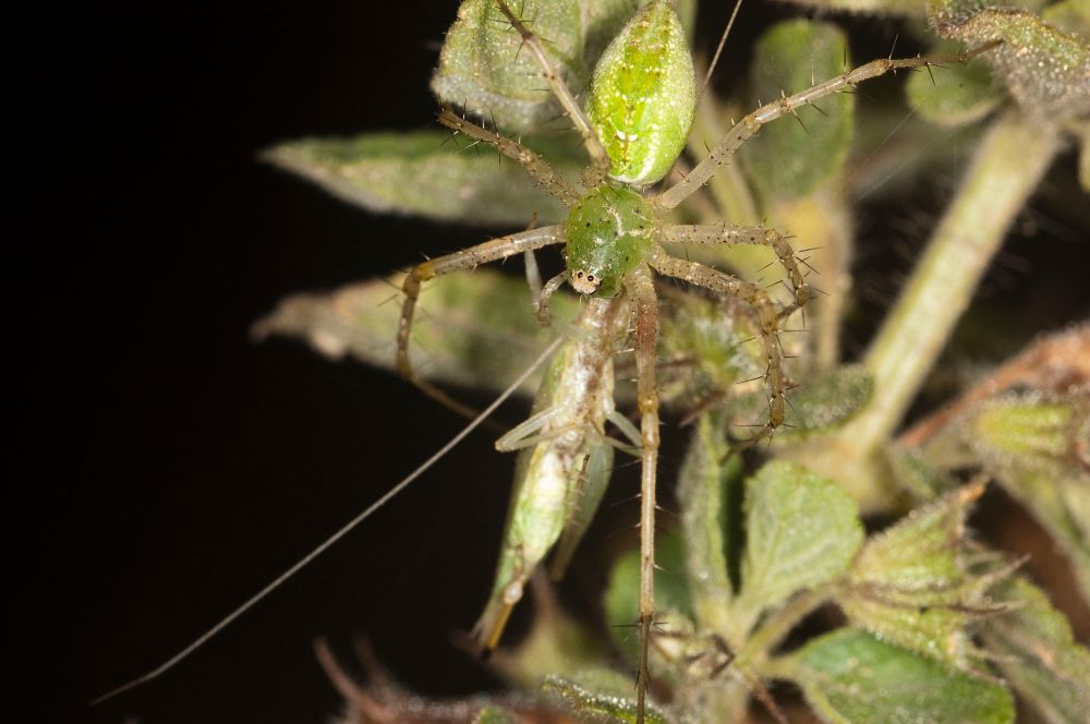 A green lynx spider has just captured a female tree cricket that recently mated — the spermatophore is visible on her ovipositor