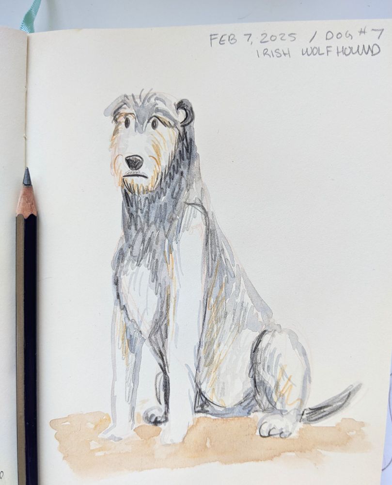A watercolor sketch of an Irish Wolfhounds sitting calmly.