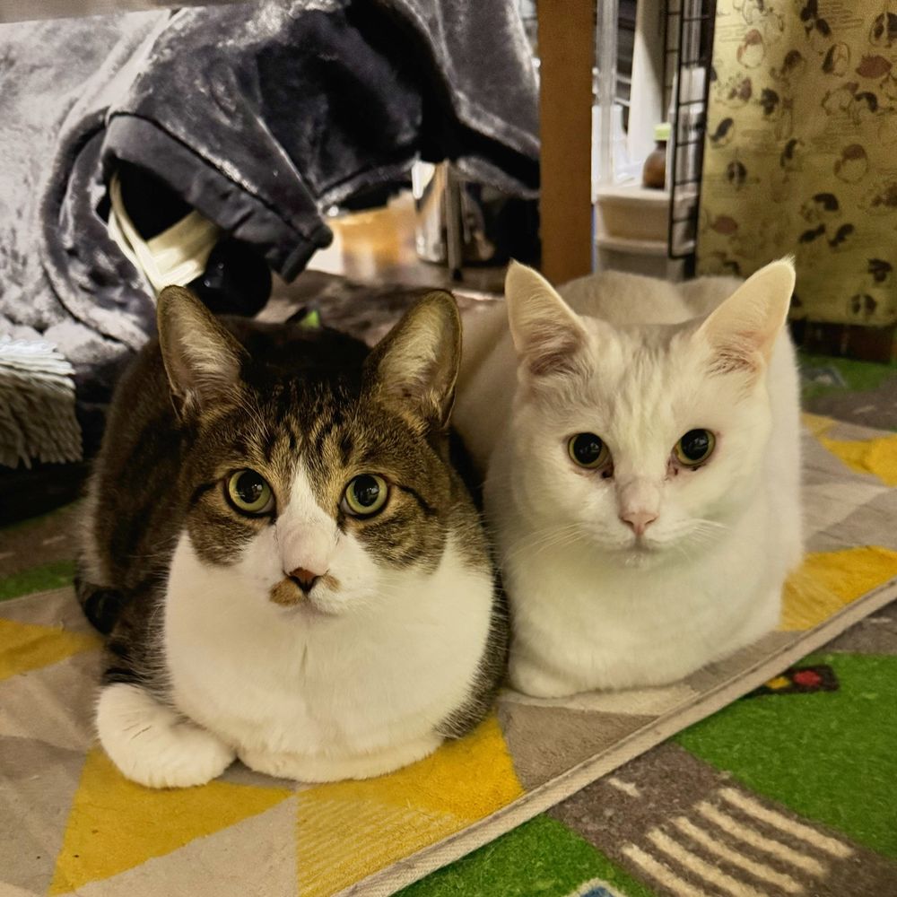 ねこ　ネコ　猫　cat