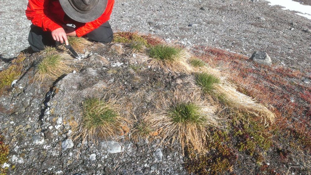 The Magic of Broken Patterns: Discovering a Snowy Owl’s Nest in the Arctic