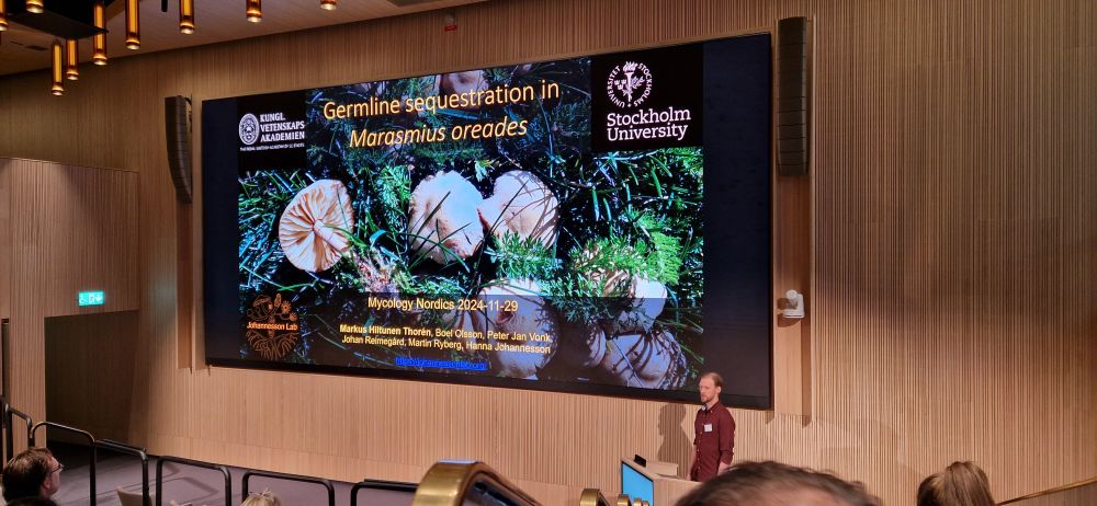 Described a possible new dimention of fungal germline cell production speculating that some fungi have hyphae set to become germline cells at the begining of their lifecycle.