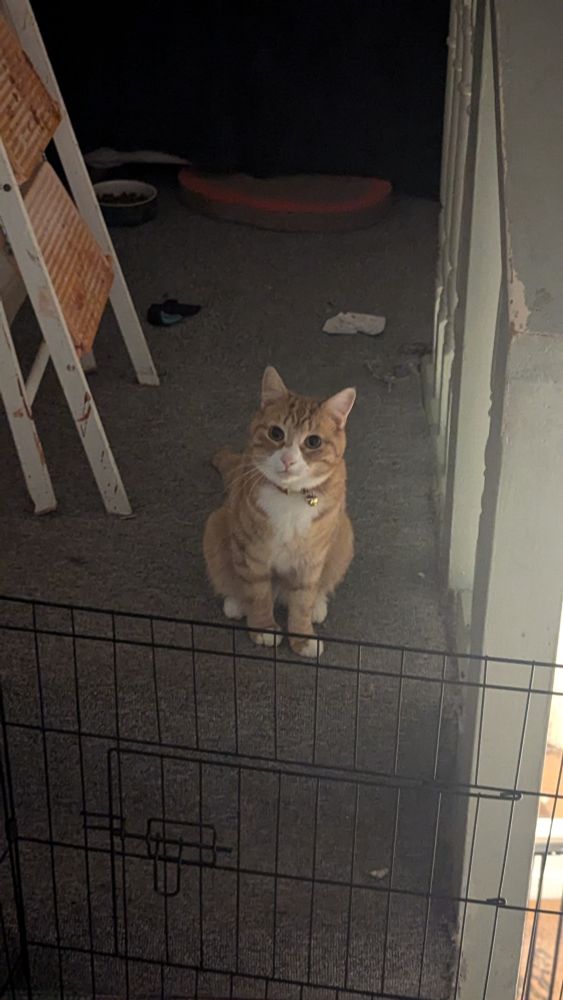 A ginger cat staring hauntingly at the camera on a dark landing