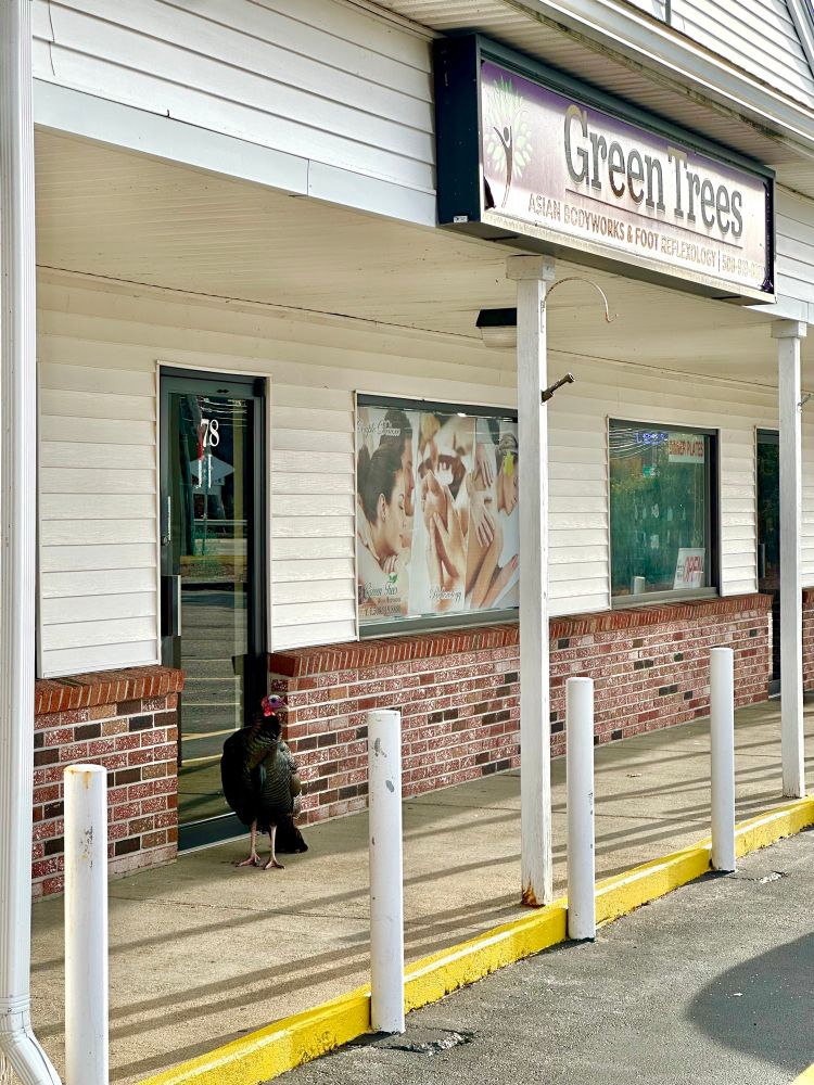 a lone customer patiently waiting outside an asian bodywork and foot reflexology establishment. oh, the customer is a literal wild turkey.