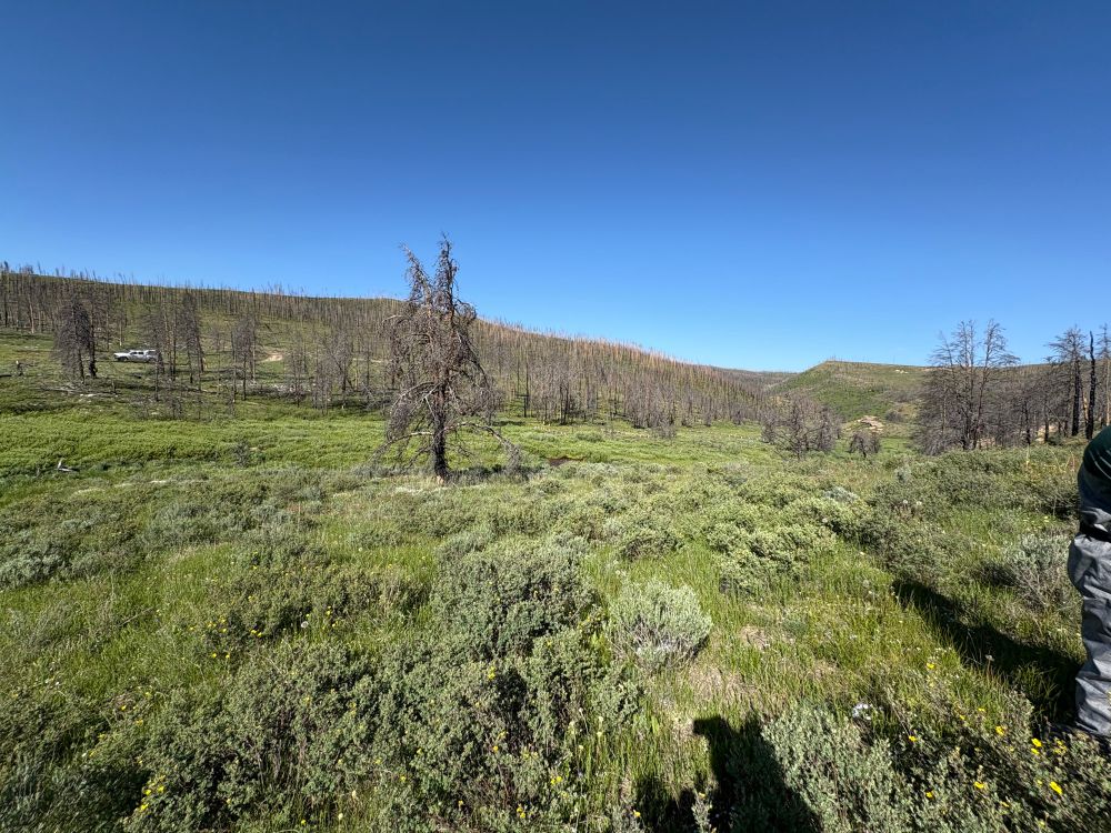 Panoramic image looking at a montane meadow in the high park fire burn scar. 