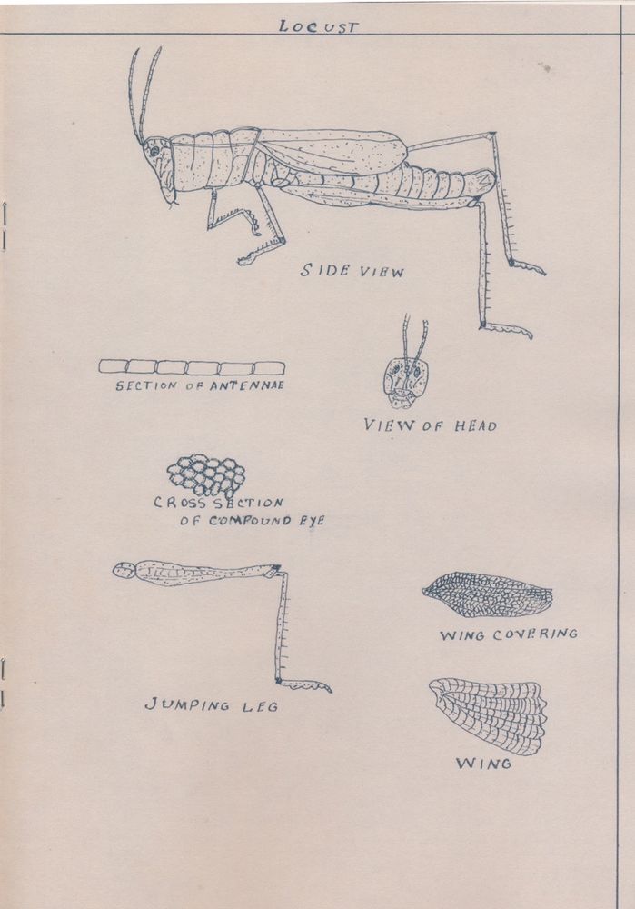 Pen and ink drawings showing the anatomy of a locust.