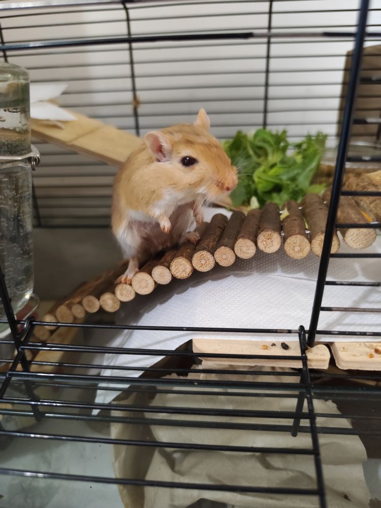 Nick, un jerbo color canela, de pie sobre una escalerita de tronquitos en la puerta de su jaula.