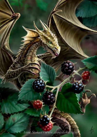 Blackberry dragon 