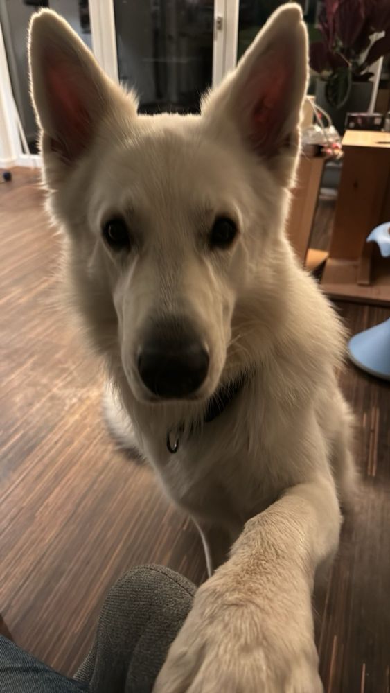 Weißer Schäferhund, der unglaublich niedlich guckt und mir eine Pfote reicht. 