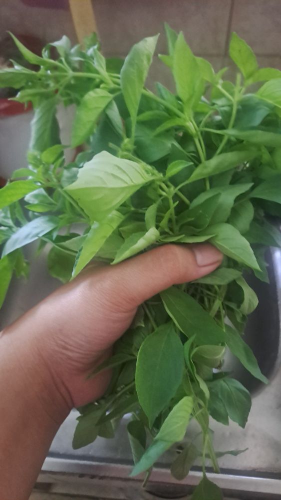 Kemangi | Indonesian basil