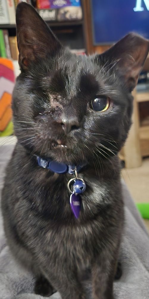 A picture of a one eyed black cat with a scarred face