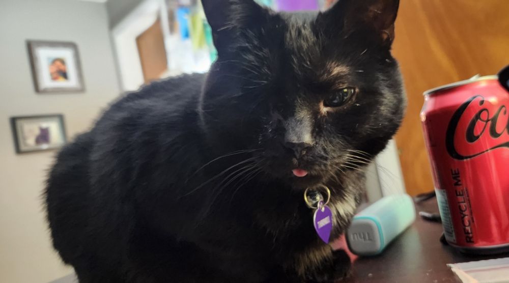 A one eyed black cat sitting on a hospital style side table doing a little blep.