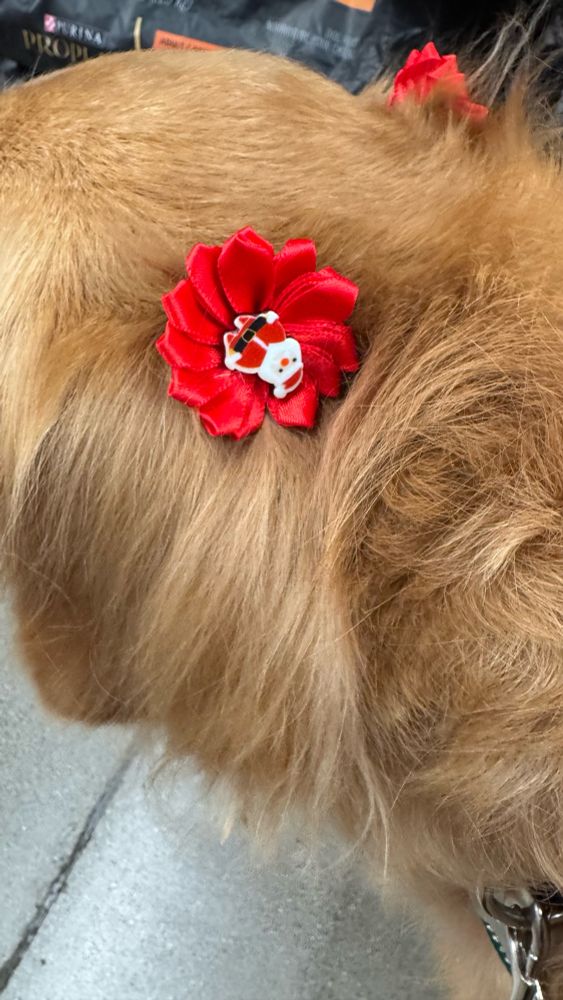 Close up of the ears of a golden retriever with red bows tied on them. A charm of Santa clause is in the center of the bow
