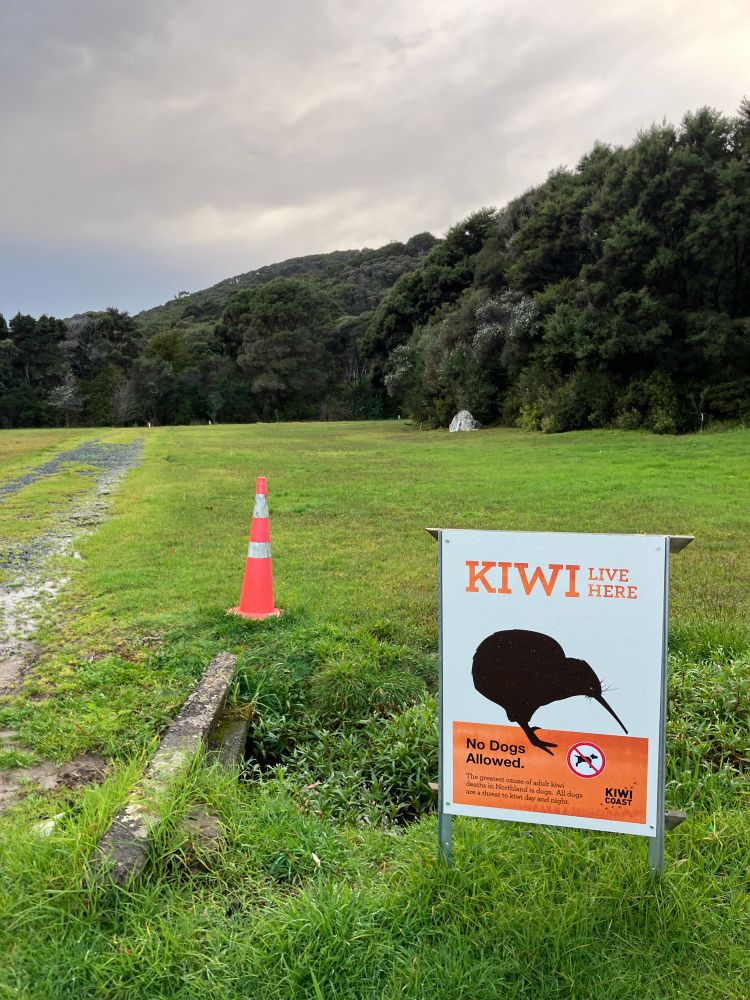 A sign showing a silhouette of a kiwi bird against a white background beneath orange writing saying “Kiwi live here,” above black writing saying “no dogs allowed,” with a statement below saying they kill kiwi on grass by a yellow and white cone in front of bush-covered hills beneath a clouds with a splash of blue sky to the left. 