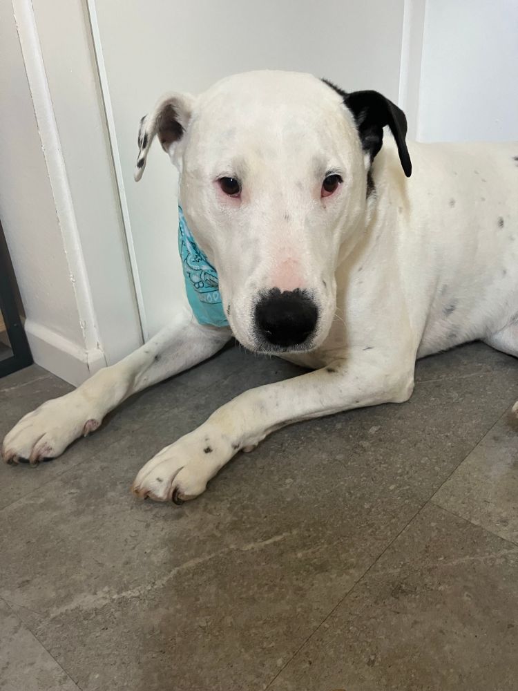 A white Dalmatian-bull terrier cross with black dots on his right ear, a black left ear, black nose, dark eyes and a few dots on his body, one on his left front paw and one on his upper right front leg, lies on the cold lino floor after a walk in the sunshine.