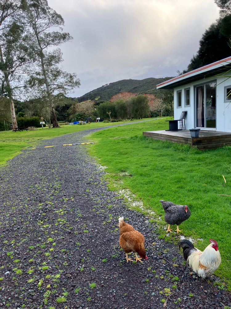 A white cockerel with a red head and black tail leads a brown chicken and a black chicken that are looking for food on the path that’s lined with grass in front of a light blue house with bush-covered hills behind it at Orongo Bay holiday park.