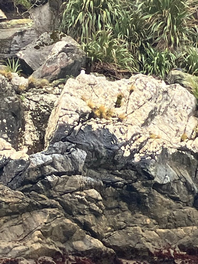 The white body and yellow eyebrows of a Fiordland crested penguin can just be made out standing on a beige rock near some flax.