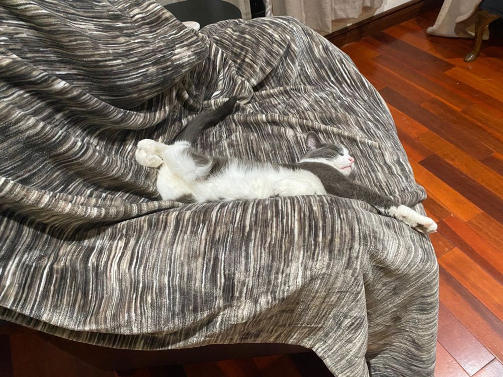 Bella stretched out on couch.