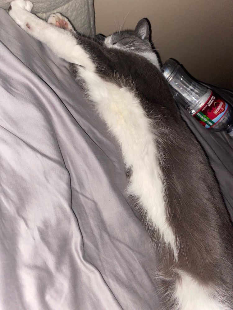 Bella stretched out on my bed.