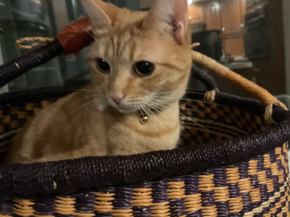 Tabby cat with a bell sitting in a large woven basket.