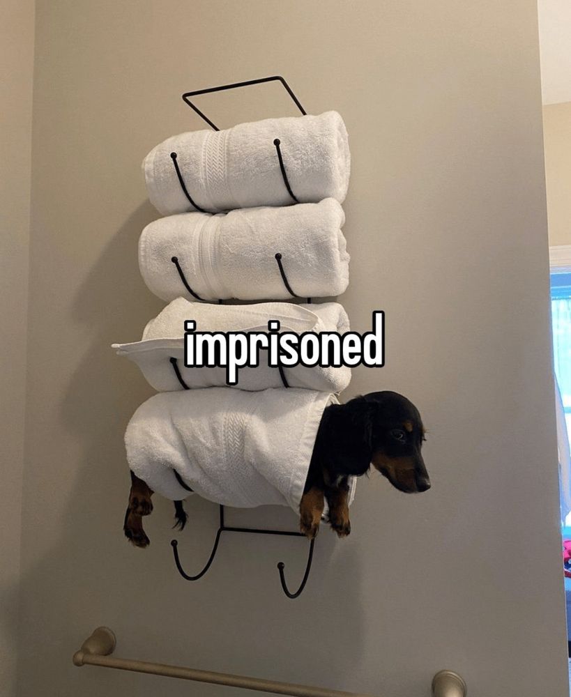 reaction pic of a dog wrapped up in towels inside a towel rack with the caption "imprisoned"