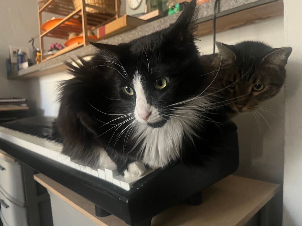 Two cats sitting on an electric piano 🎹 