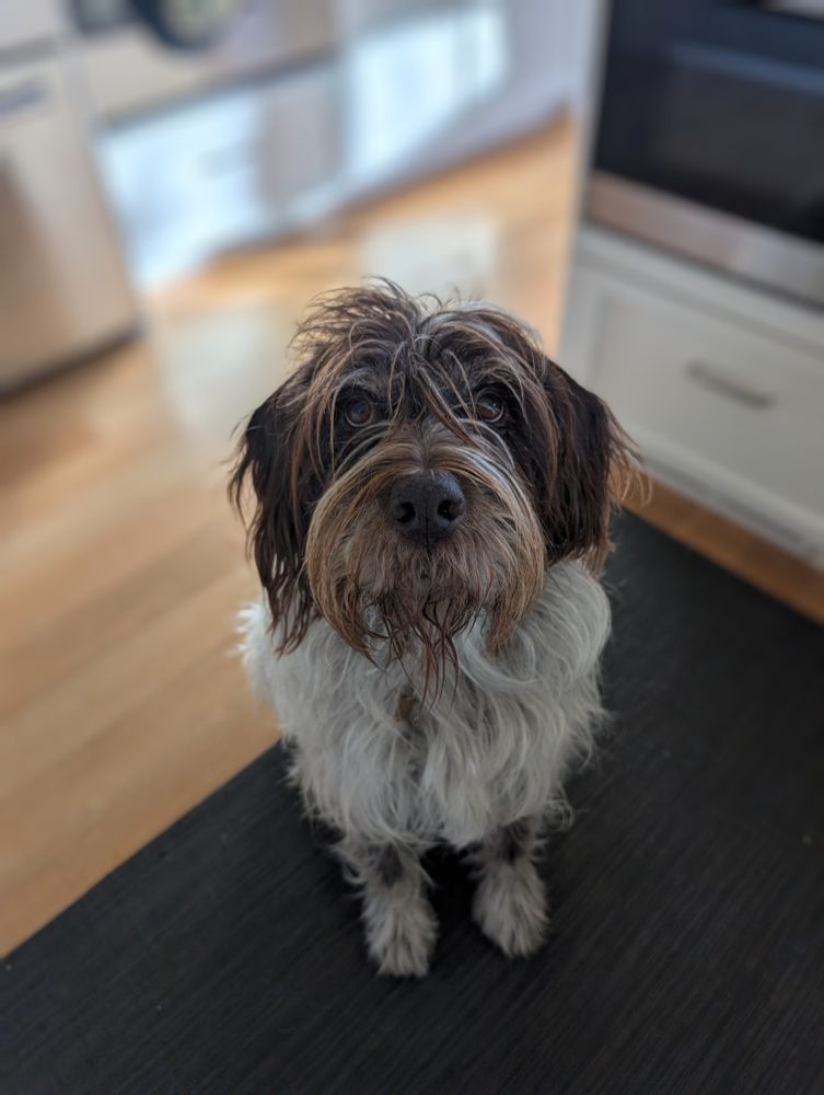 Bruno the Wirehaired Pointing Griffon 
