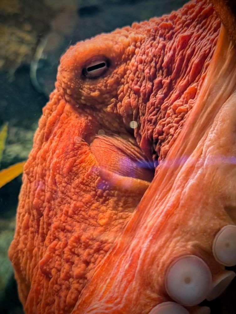 Octopus