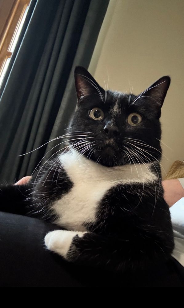 A tuxedo cat looking startled 